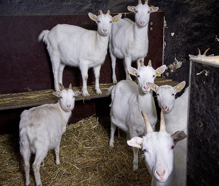 dairy-goats